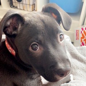 Meet your Posher, Bo